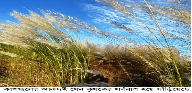 পলাশবাড়ীতে কাশফুলের আনন্দই যেন কৃষকের সর্বনাশ হয়ে দাঁড়িয়েছে