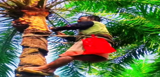 আসছে শীত,আত্রাইয়ে বাড়ছে গাছিদের খেজুরের রস সংগ্রহের ব্যস্ততা