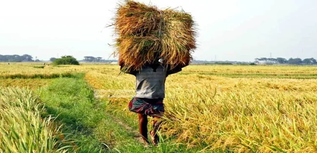 সার-পানি ও কৃষি শ্রমিকের পারিশ্রমিক দিয়ে যে টাকা খরচ পড়ে তাতে ৩৬ টাকা দরে ধান বিক্রি করলে কৃষকের লোকসান হবে