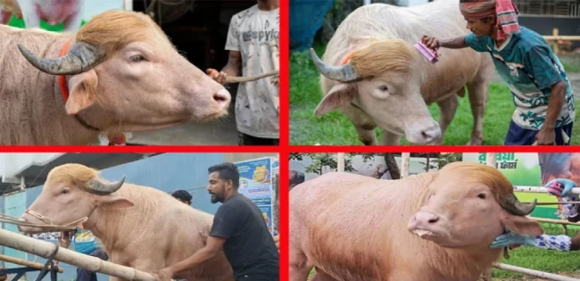 ভাইরাল মহিষ ‘ডোনাল্ড ট্রাম্পের’ ঠাই হচ্ছে চিড়িয়াখানায়