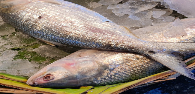 মাননীয় প্রধানমন্ত্রী সমীপে : ইলিশ পাঁচার বন্ধ করুন