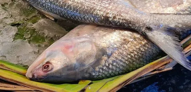 ইলিশ পাঁচার বন্ধ করুন : মাননীয় প্রধানমন্ত্রী সমীপে আবেদন